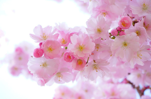 fleur cerisier pink-324175_1920